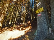 13 entriamo nella fitta  pineta...